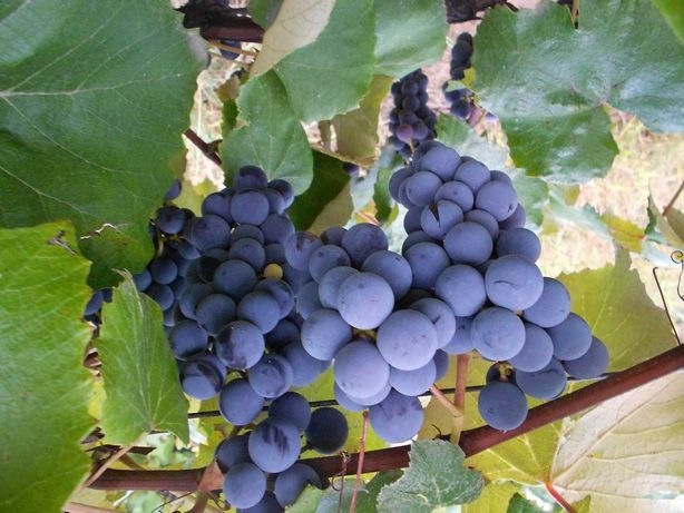 Vita De Vie DE Masa Soiuri Negre