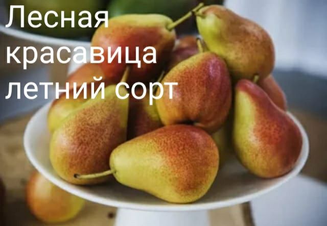 Саженцы деревьев