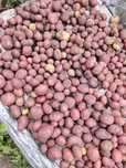Картофель дачный