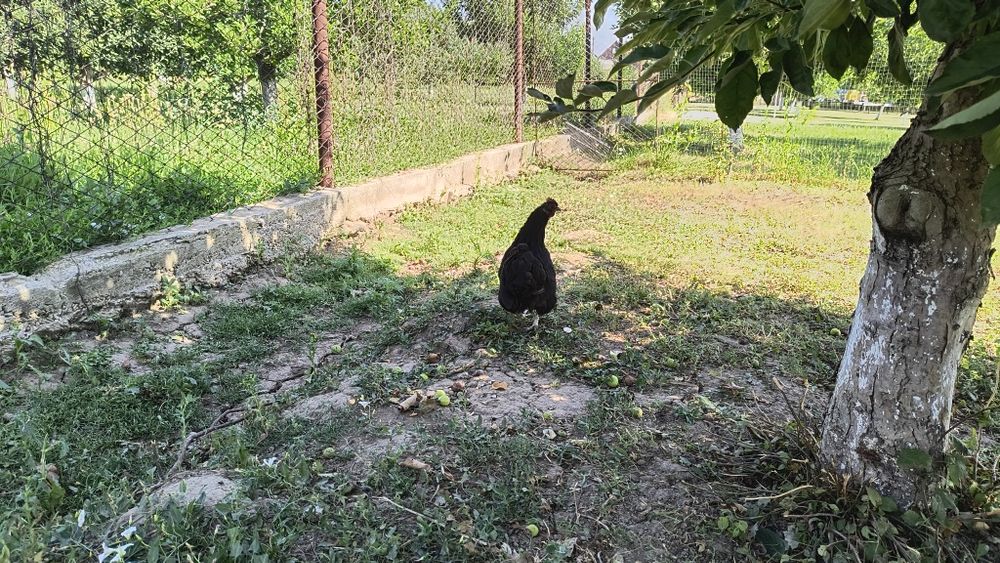 Găini cochinchina pitici 50 lei bucata