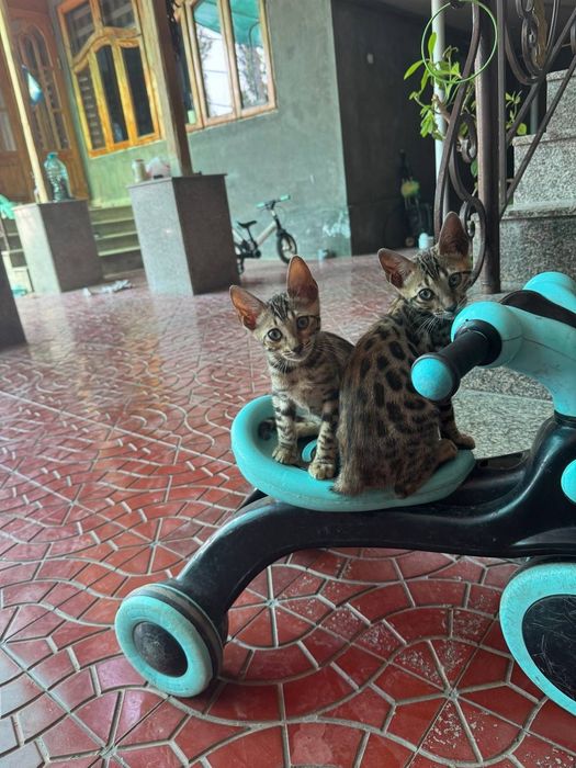 Bengal mushuk sotiladi