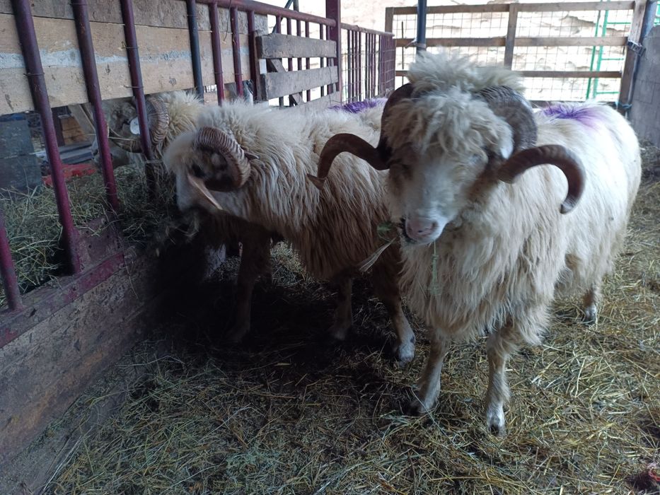 Berbecii de vânzare