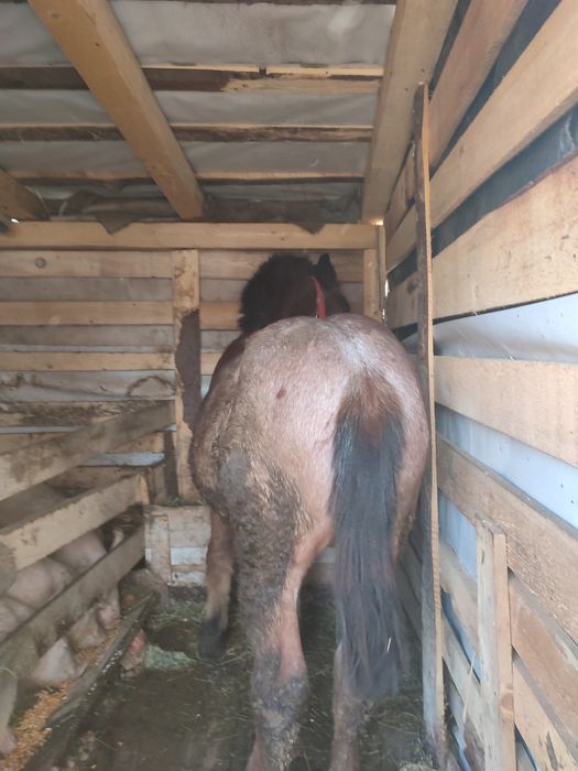 Vând mînz de 8 luni