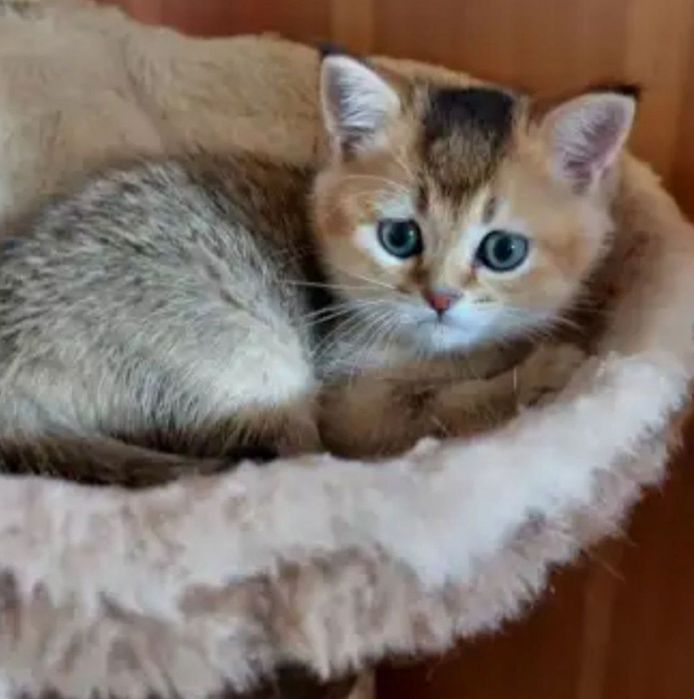 Золотая шиншилла