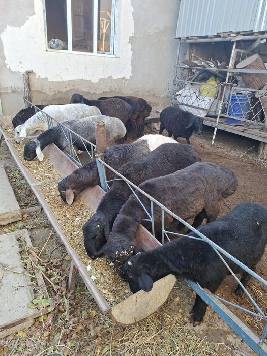 Кучкор барала сотилади  бокилган