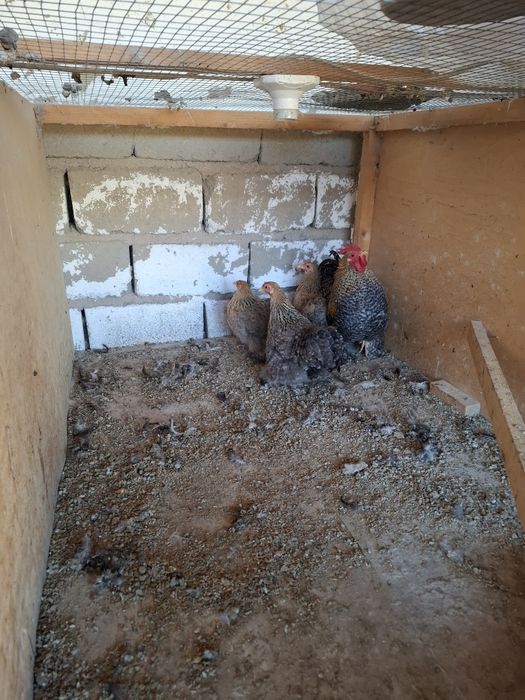 Parrandalar sotiladi