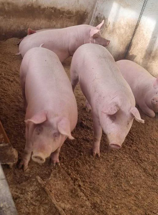 Угоени прасета 6лв