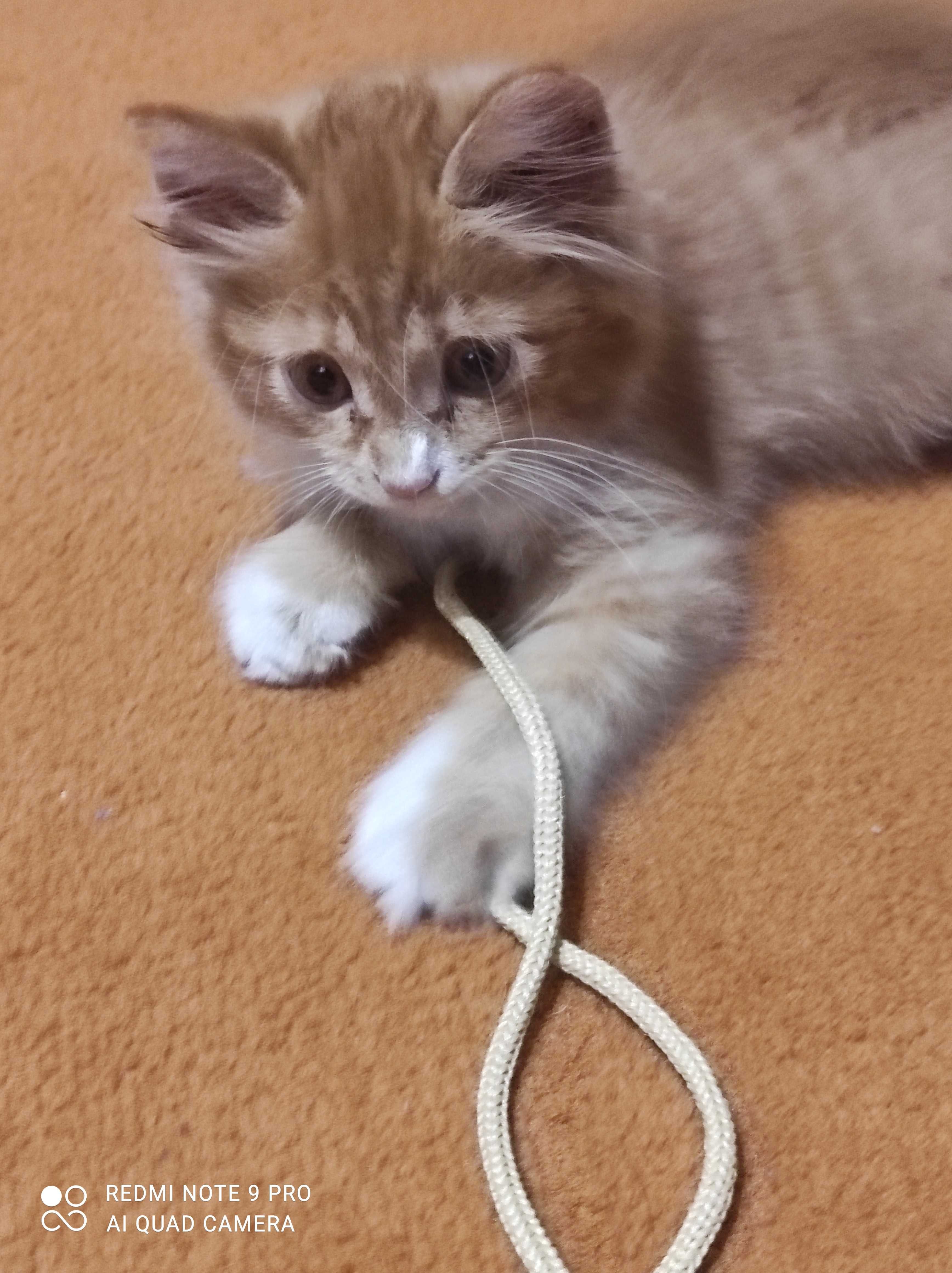 Рыжий котенок, солнечный  комочек счастья.
