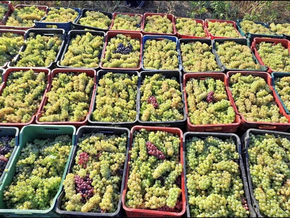 Struguri De Vin Producție 2025