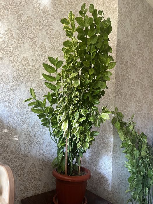 Xonada oʻsuvchi, tuvakdagi gullar