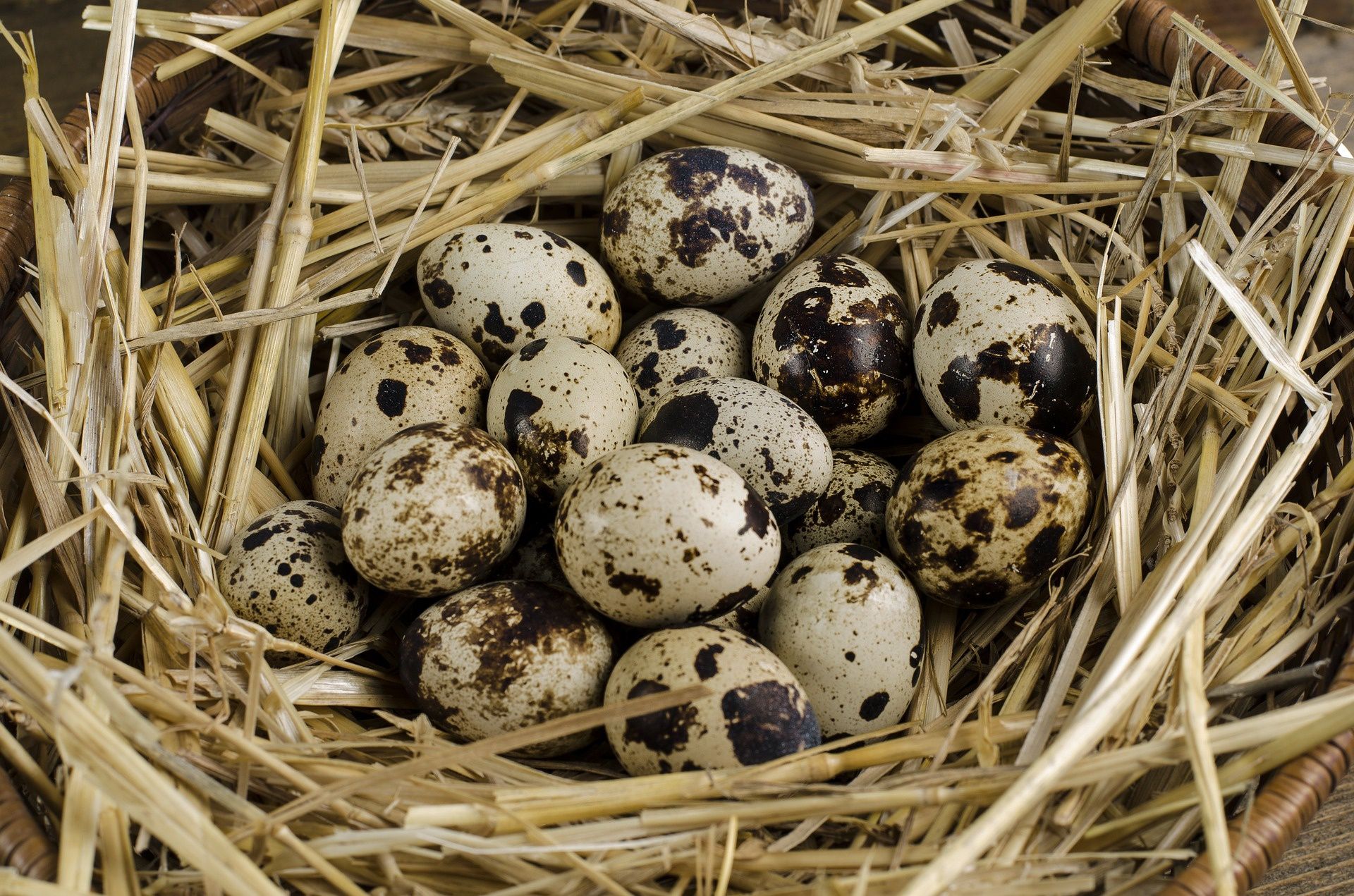 Ouă de prepeliță naturale din curte