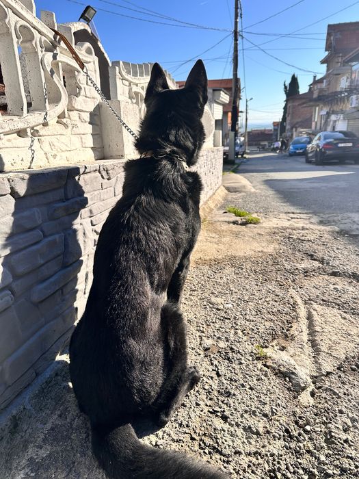 Черна немска страхотен пазач