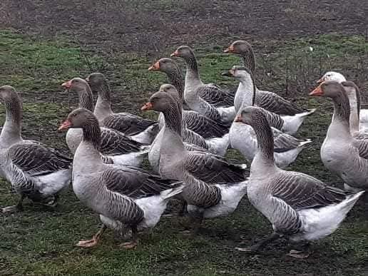 De vânzare Gâște Toulouse