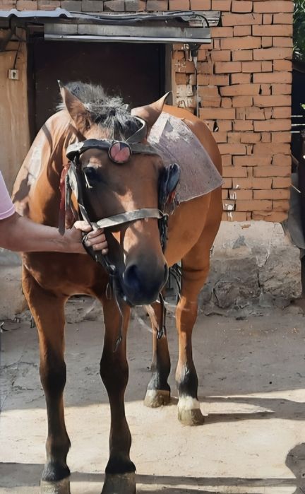 Мъжки кон на около 10 години