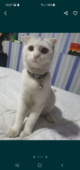 Кошка скотиш фолд выслоухая