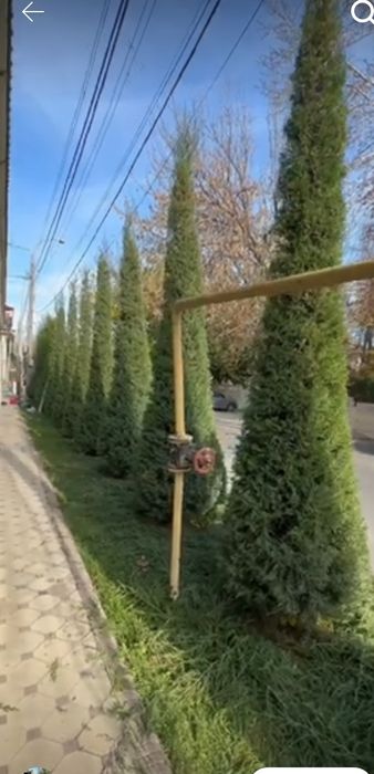 Archa dorilash va shakli berish xizmati