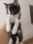 Котята сиамской породы