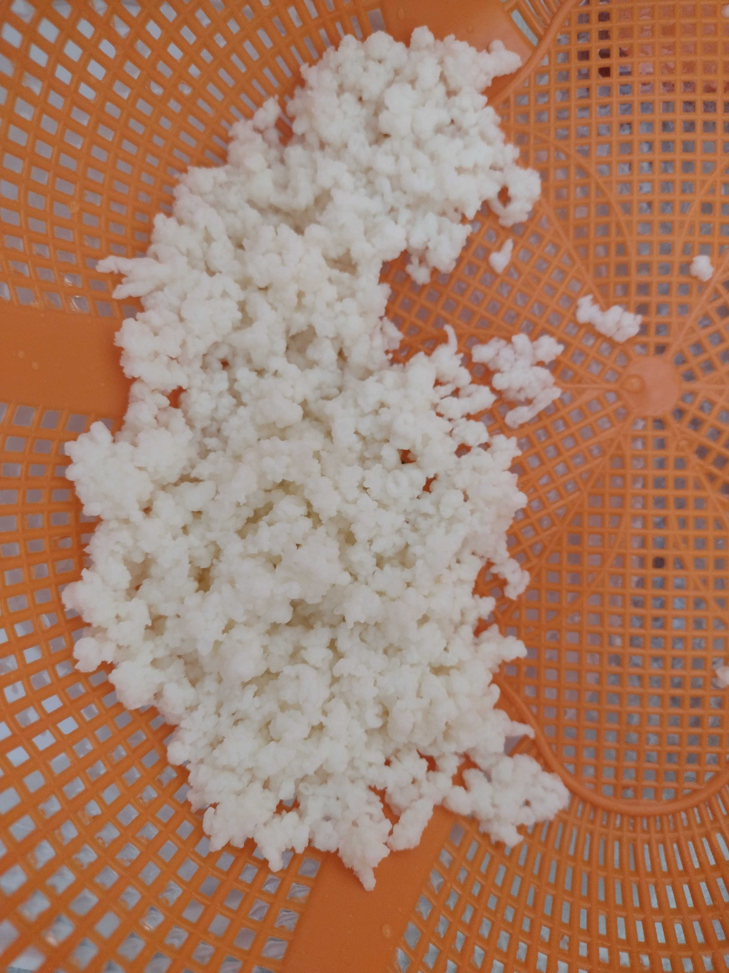 Ciuperca de chefir de lapte