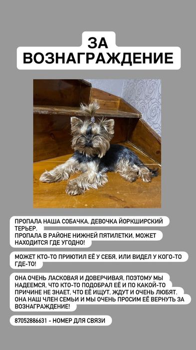 Пропала собака, йоркширский терьер