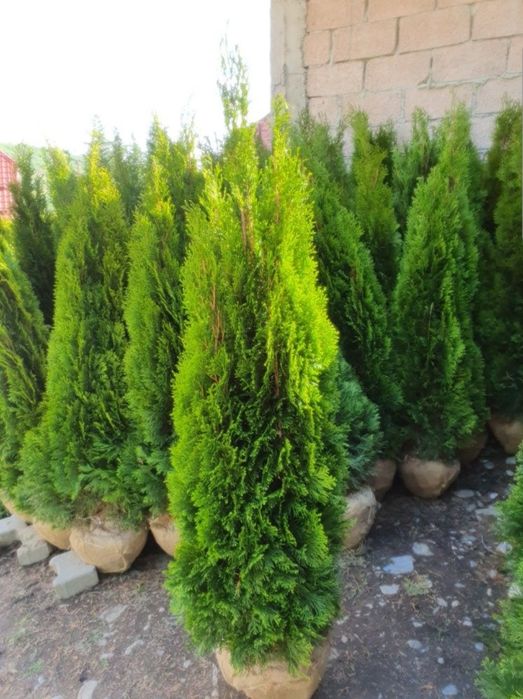 Tuia smaragd ( thuja ) 1.6m - 1.8m, asiguram transport și plantat
