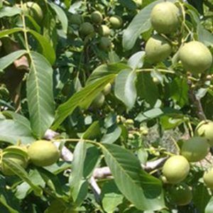 Vând puieți de nuci soiul romanesc jupanesc