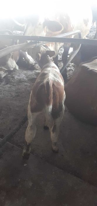 Vind viței rasă de carne