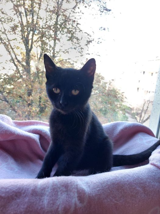 Подарявам малко черно женско коте с ваксини и осигурена кастрация