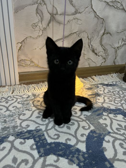 Котенок девочка, игривая