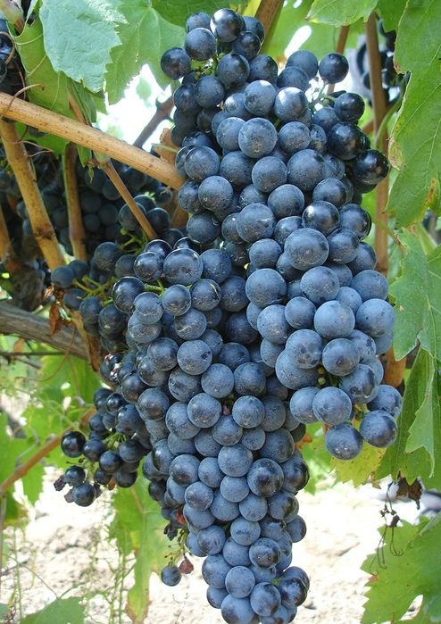 Pomi fructiferi  si Butasi vita de vie