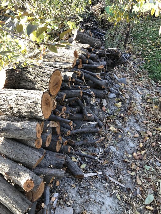 Hezum meva chamoq olu