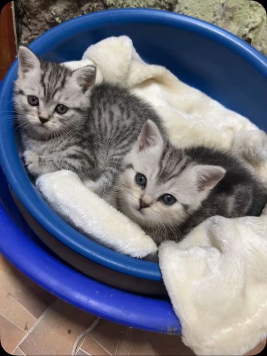 Продам котят уральск