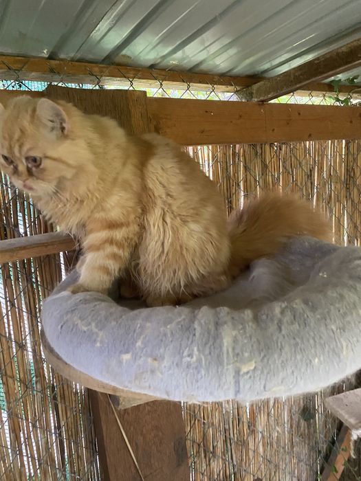 Persana dollface superb motanel