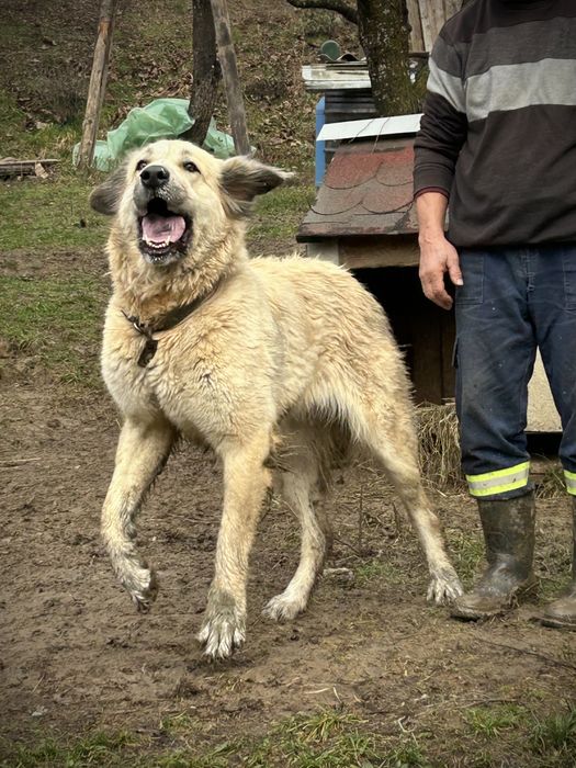 Donez Femela caine Ciobanesc