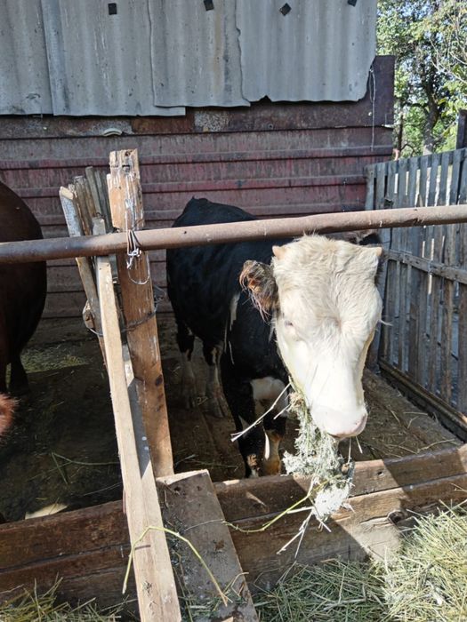 Продам бычка 8 !!