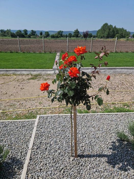 Trandafiri pomisor 130-150 cm, roz, rosu, violet, galben, portocaliu