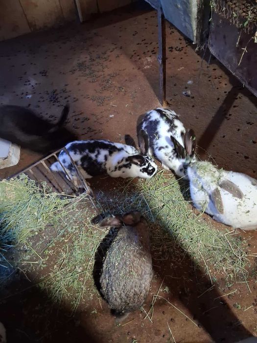 Продавам домашни зайци 50лв.и домашни пуйки 100лв