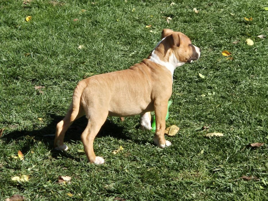 Femela 3 luni american staffordshire terrier cu pedigree