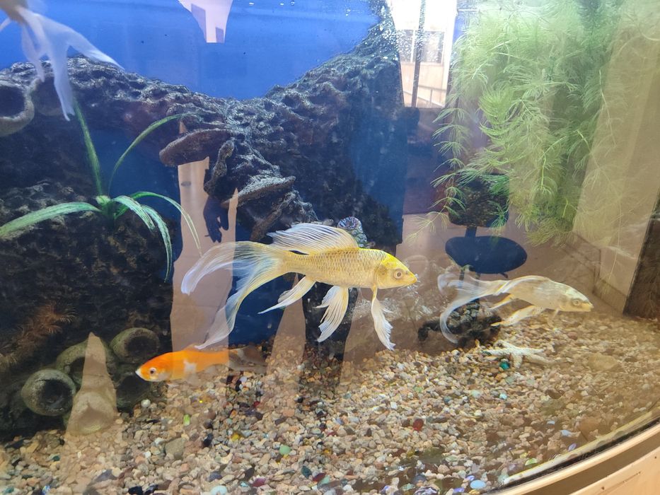 Аквариум баликлари сотилади