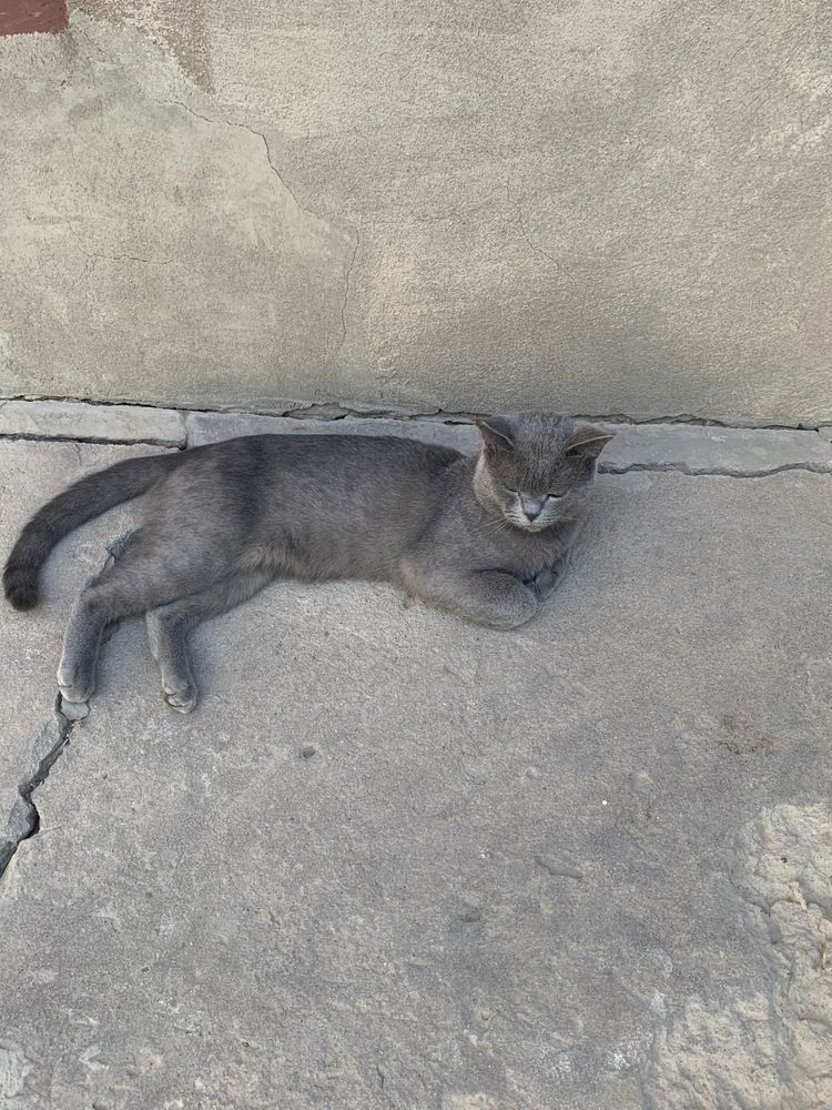 Mushuk sotiladi erke mushu