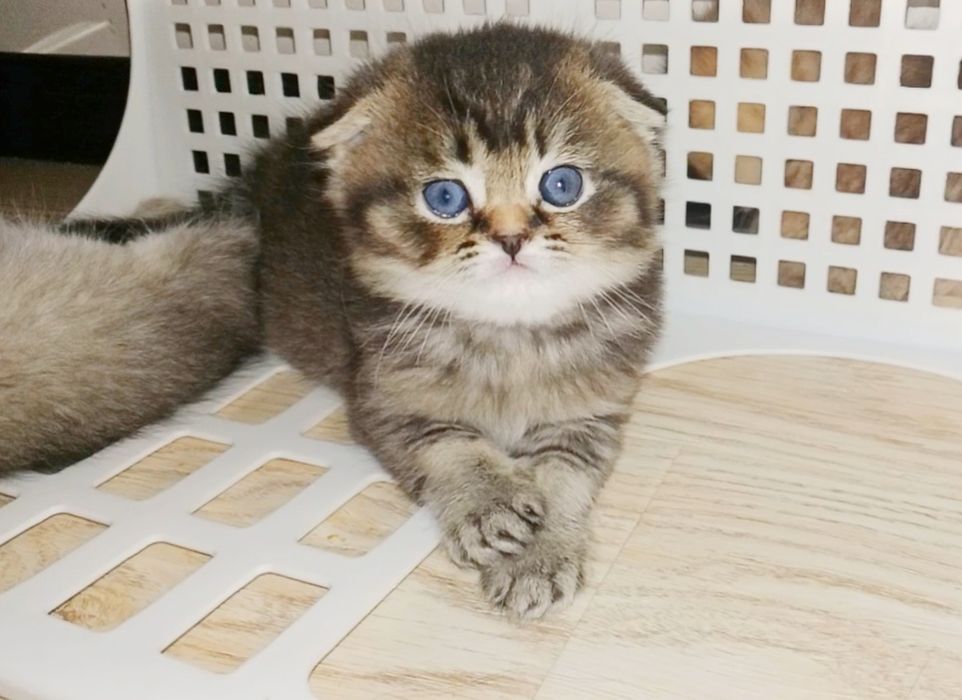 Роскошные котята Скоттиш Фолд