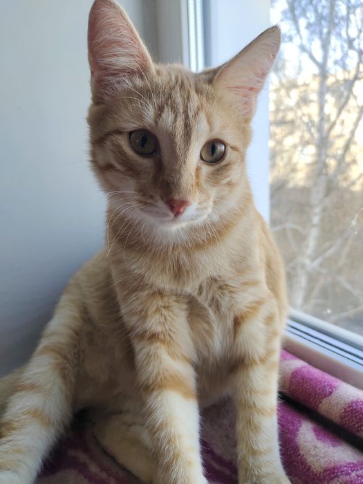 Отдам в самые добрые и ответственные руки