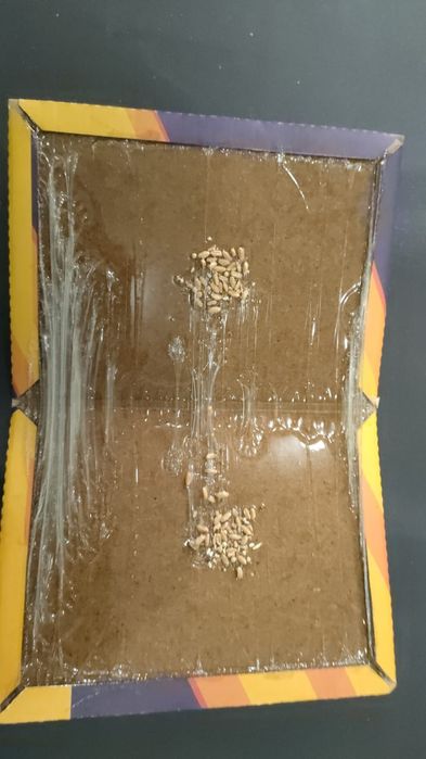 Клеевые ловушки для крыс и мышей