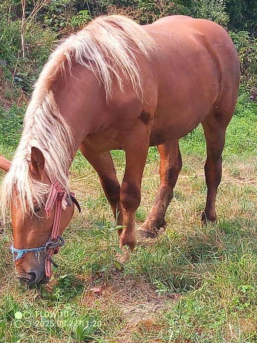 Mănză de vzare 2ani