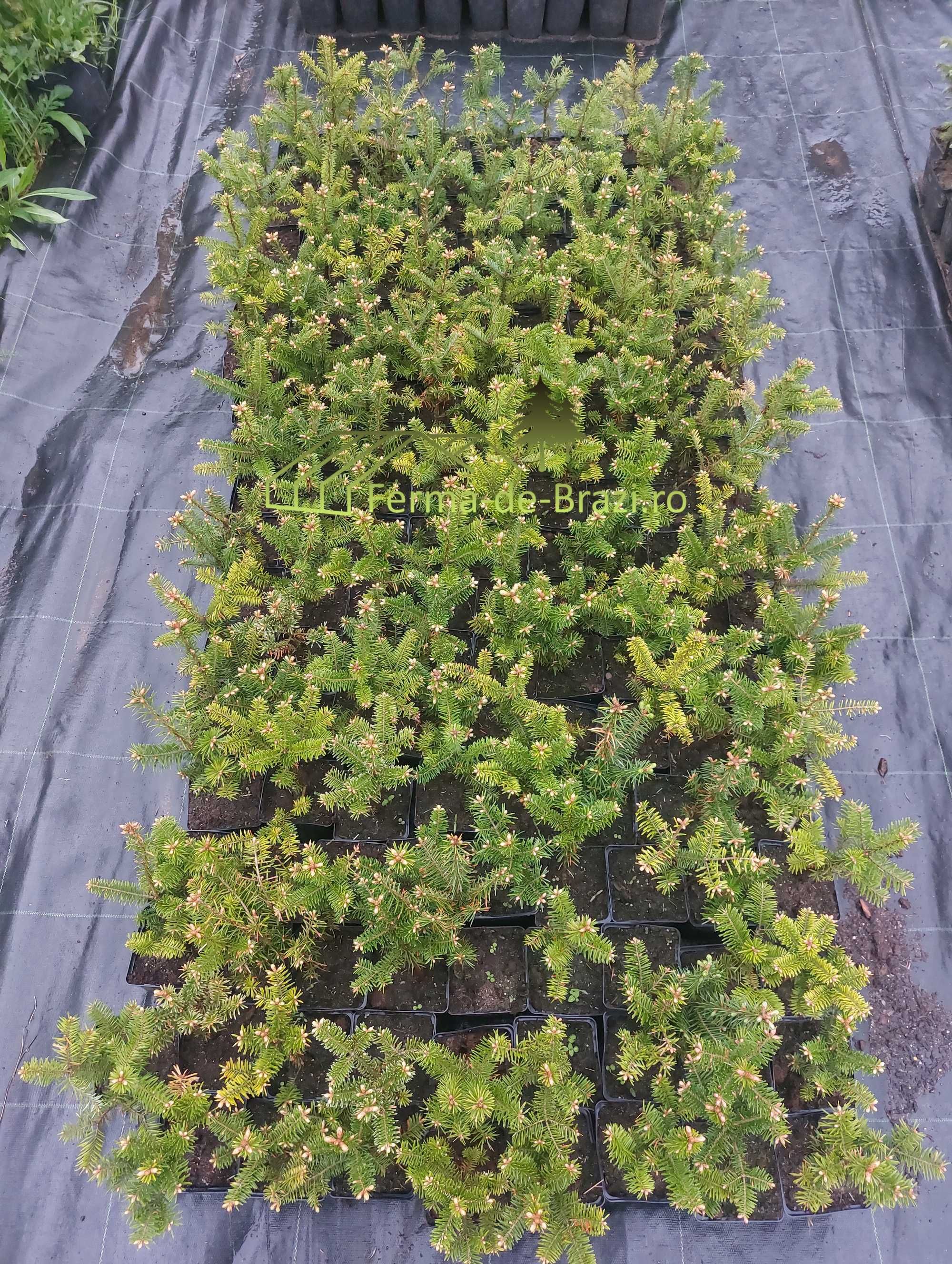 Puieti brad Abies fraseri la ghiveci P11- plantare 12 luni/an