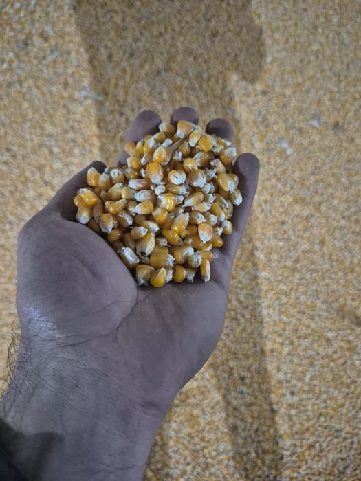 Malai Uscat Porumb Graunte