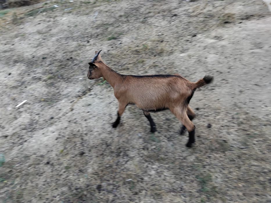 Vand capre alpine