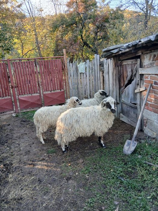 Vând 2 oi  brezi si 3 berbecuti