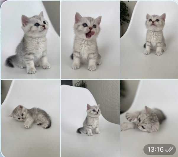 Scottish straight și scottish fold  color  și tabby.