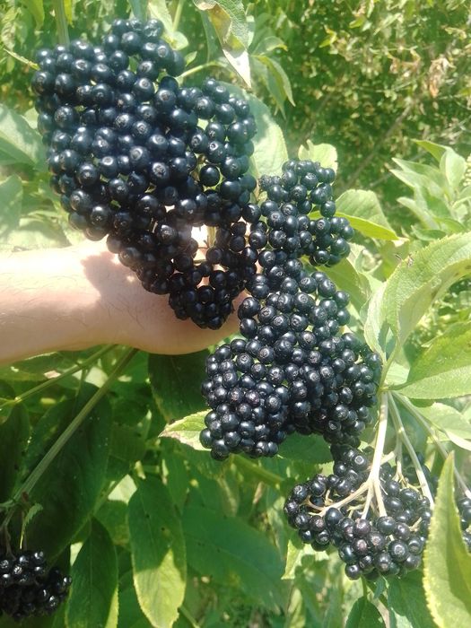 Концентрат Сироп от черен бъз . Бран в екологично чист район