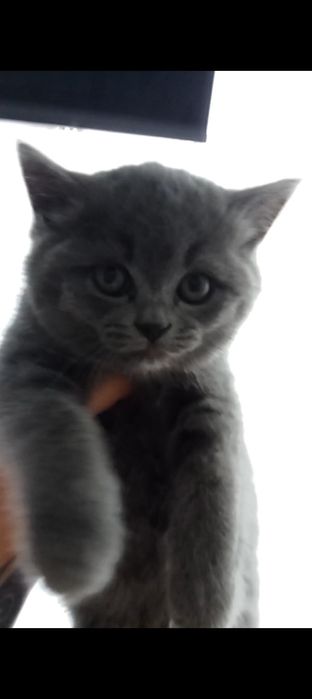 Британские котята